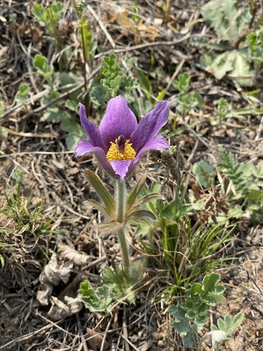 Pulsatilla chinensis (Pulsatilla chinensis)