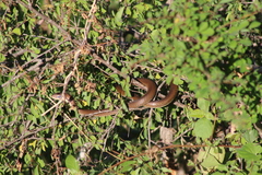 Psammophis mossambicus
