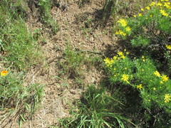 Masticophis lateralis euryxanthus