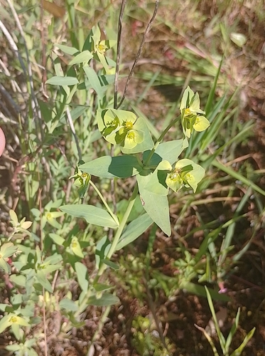 Euforbia di Terracina