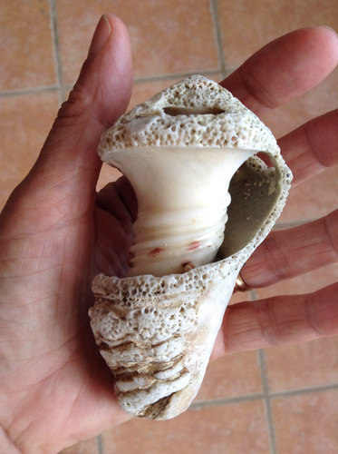 Caribbean Vase