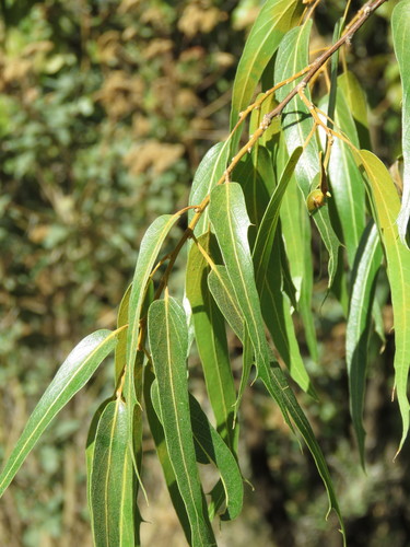 Quercus bolanyosensis