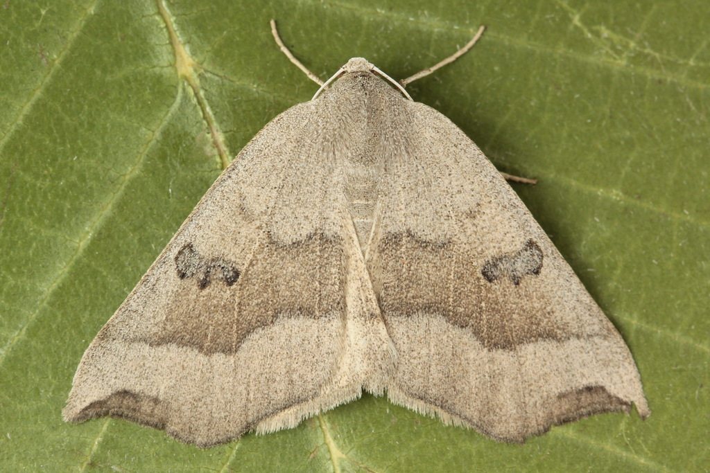 Eilicrinia subcordaria