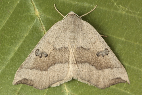 Eilicrinia subcordaria