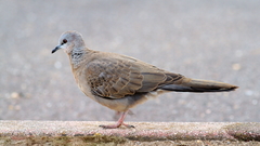 Streptopelia chinensis