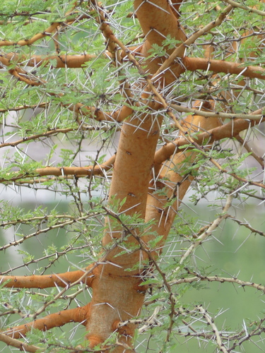 Thirsty Thorn