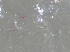 Pseudoxiphophorus bimaculatus