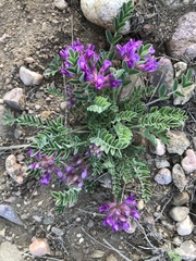 Astragalus shortianus