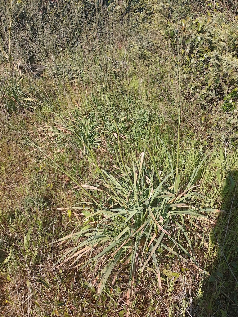 Branched Asphodel