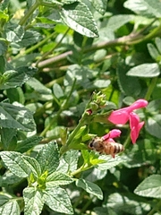 Apis mellifera