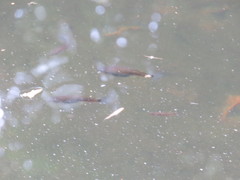 Pseudoxiphophorus bimaculatus