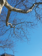 Platanus