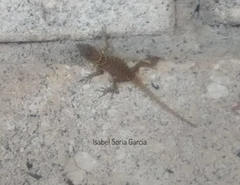 Sceloporus dugesii