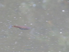 Pseudoxiphophorus bimaculatus