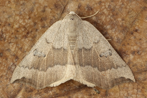 Eilicrinia subcordaria