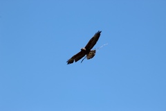 Buteo swainsoni