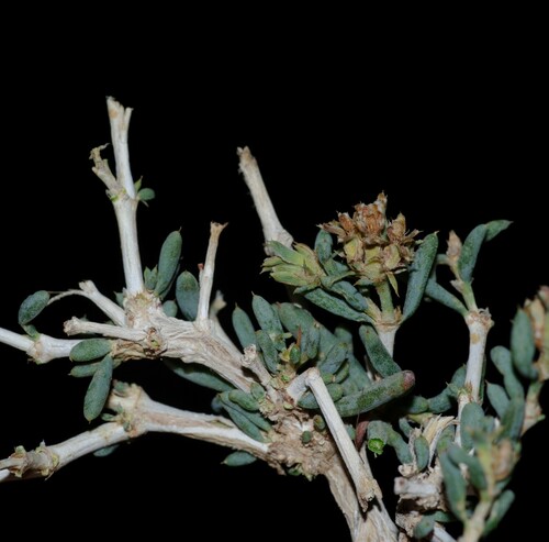 Gymnocarpos decander