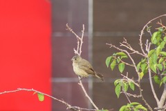 Sporophila torqueola