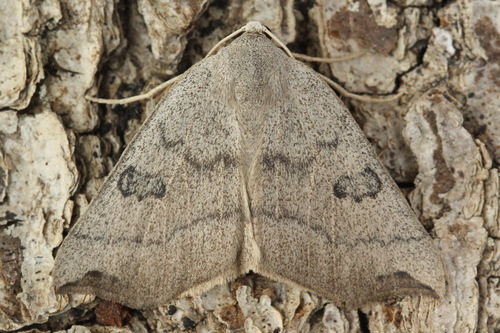 Eilicrinia subcordaria