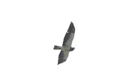 Buteo swainsoni
