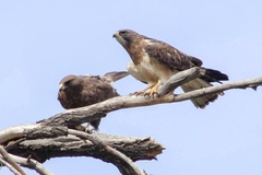 Buteo swainsoni