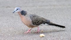 Streptopelia chinensis