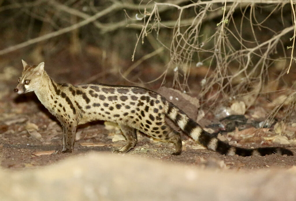 Pardine Genet