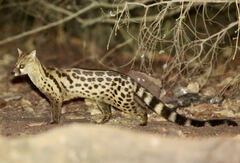 Pardine Genet photo 1