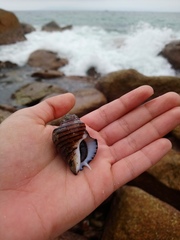 Opeatostoma pseudodon