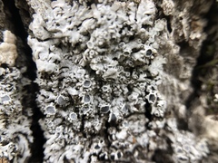 Physconia americana
