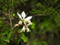 Bauhinia lunarioides