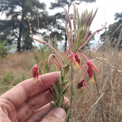 Oenothera anomala