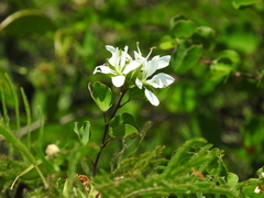 Bauhinia lunarioides