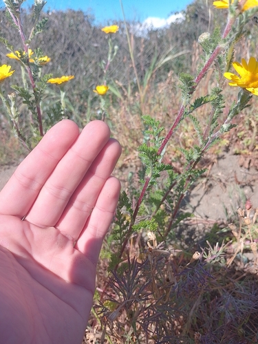 Anacyclus radiatus