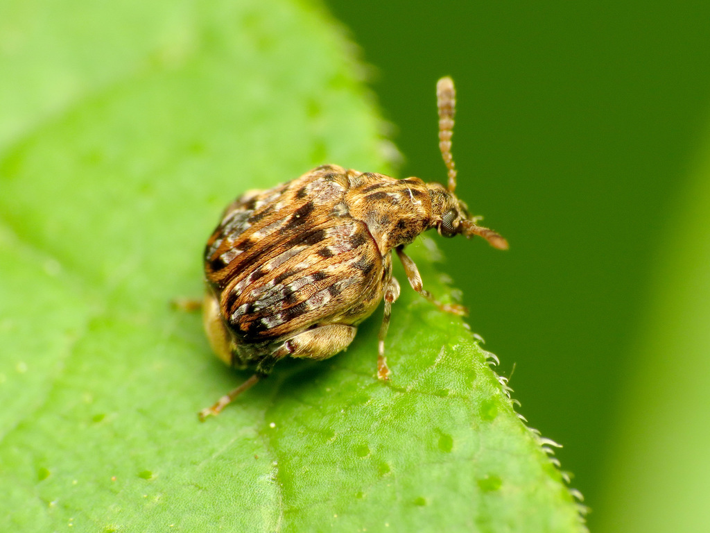 Redbud Seed Weevil from Northwest Washington, Washington, DC, USA on ...