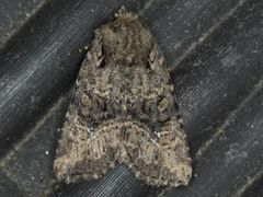 Hexorthodes nipana