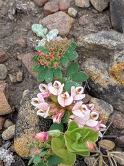 Acmispon cytisoides