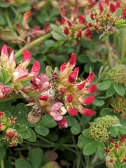 Acmispon cytisoides