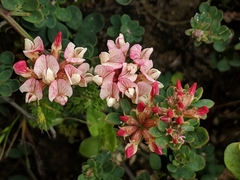 Acmispon cytisoides