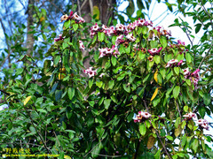 Strophanthus gratus