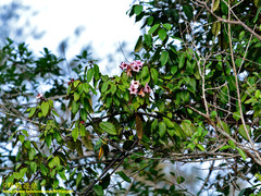 Strophanthus gratus