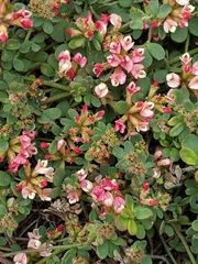 Acmispon cytisoides