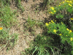 Masticophis lateralis euryxanthus