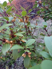 Maytenus magellanica