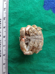 Moreiradromia antillensis