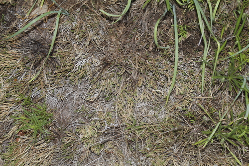 Image of Riddell's Spikemoss (Selaginella corallina) by (c) Alex Karasoulos, some rights reserved (CC BY)