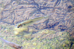 Bryconamericus iheringii