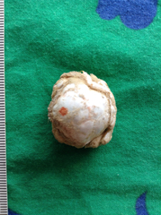 Moreiradromia antillensis