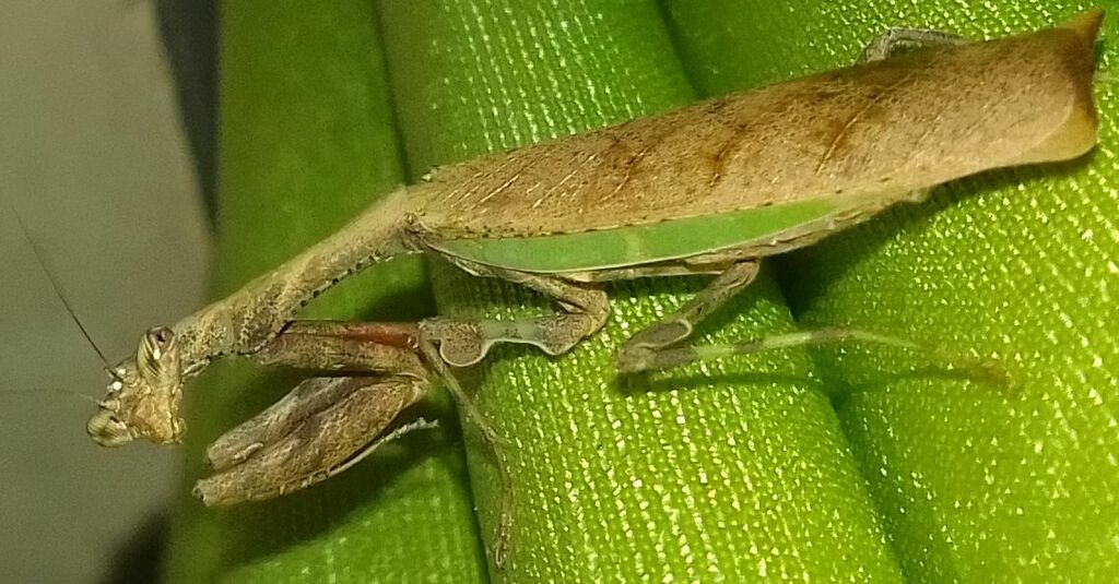 Acromantis lobofemorata