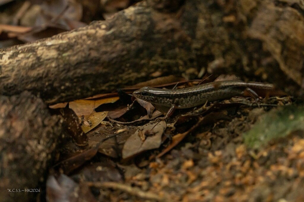 Indian Forest Skink in April 2024 by kcss · iNaturalist